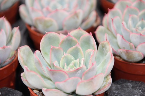Echeveria hercules - echeveria, 'hercules'
